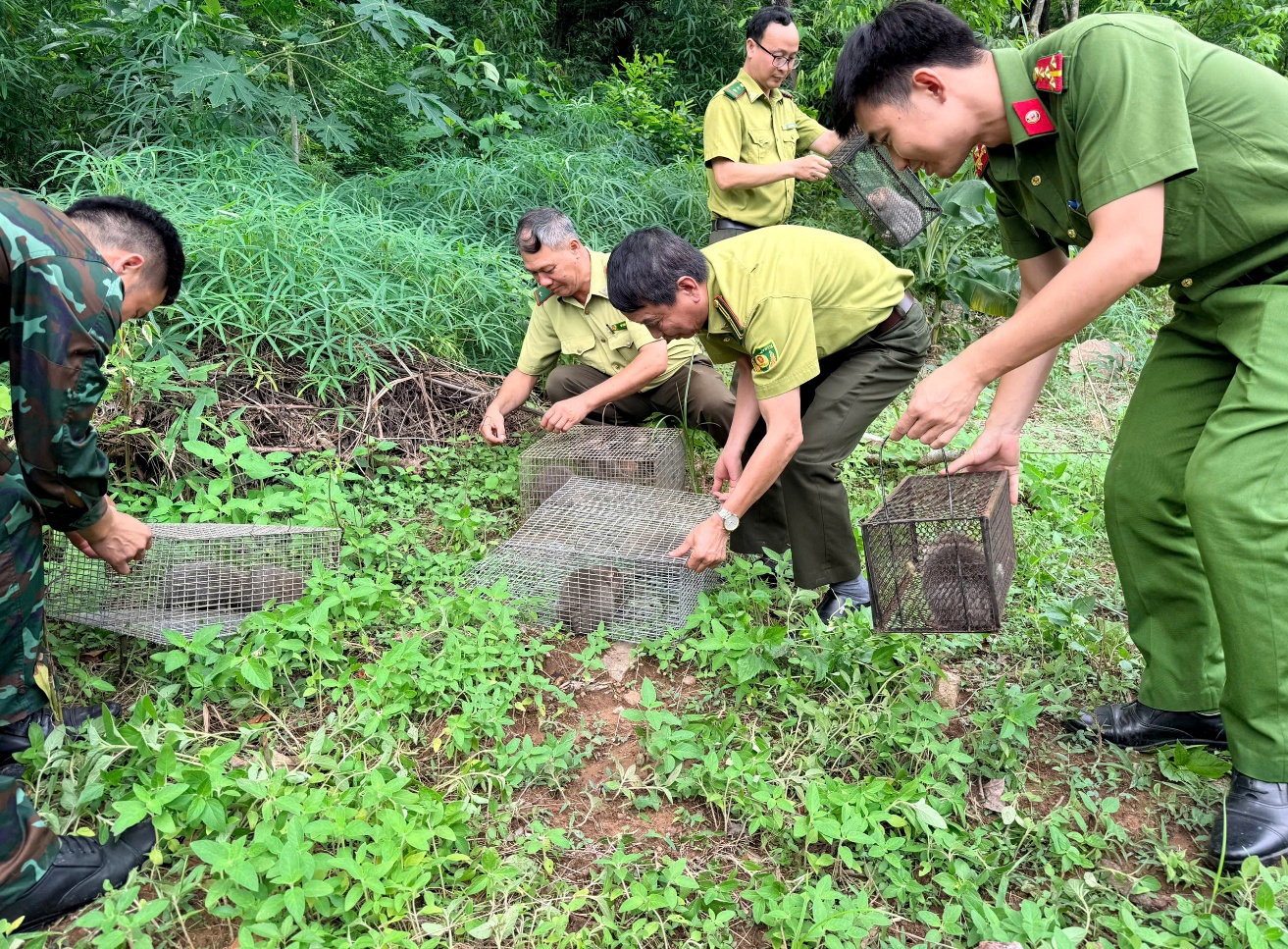 Cứu hộ, tái thả động vật hoang dã về môi trường tự nhiên tại Tân Trào