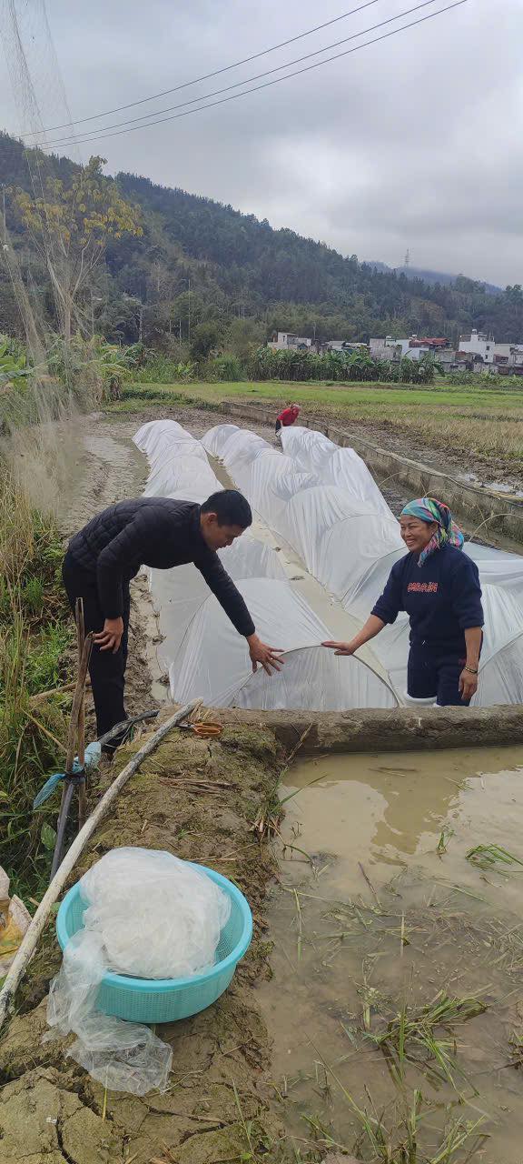 TRUNG TÂM DỊCH VỤ CÔNG XÃ YÊN MINH TĂNG CƯỜNG HƯỚNG DẪN NHÂN DÂN GIEO MẠ, CHE PHỦ NILON PHÒNG CHỐNG RÉT VỤ XUÂN