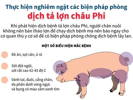 Bài tuyên truyền về phòng chống bệnh dịch tả lợn châu phi