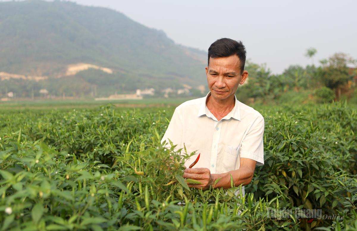 Harnessing The Vast Potential Of Chili Cultivation
