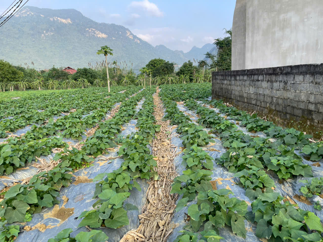 Nông dân phường Hà Giang 2 tập trung phát triển rau vụ đông