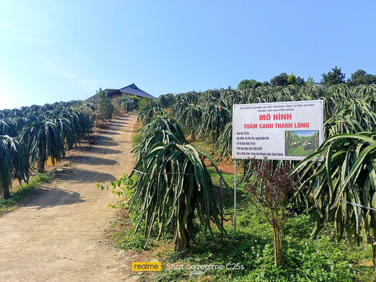 MÔ HÌNH THANH LONG GIỐNG MỚI 