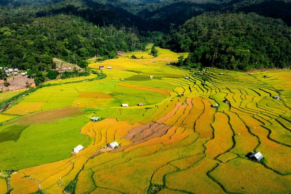 Mùa lúa chín gây 'sốt' ở Măng Đen nhìn từ trên cao