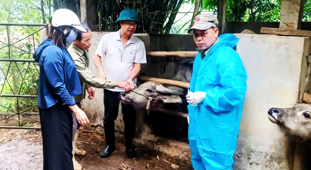 Xã Thanh Thủy triển khai tiêm phòng vắc xin Lở mồm long móng, Tụ huyết trùng cho đàn gia súc năm 2026. 