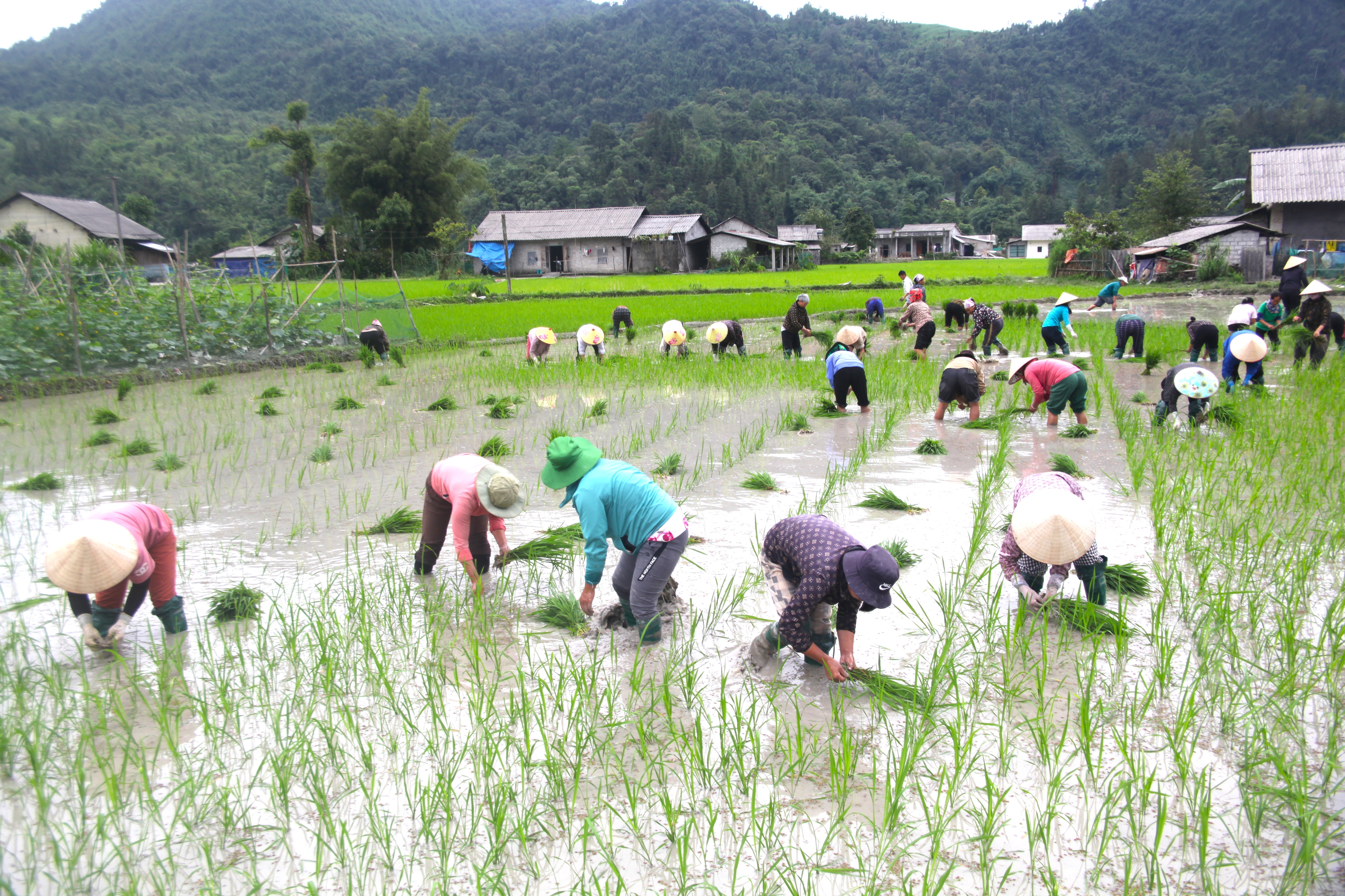 Giúp nhau ngày mùa- nét đẹp phụ nữ Bản Thăng