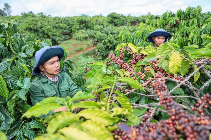 Ra quân toàn quốc xử lý vi phạm sở hữu trí tuệ từ 7-30/5/2026