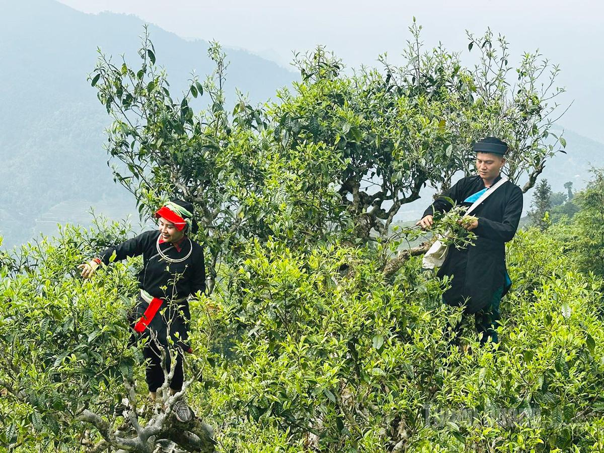 “Green Gold” of the Tay Con Linh Range: Shan Tuyet Tea's Journey from Highland Forests to Global Consummers