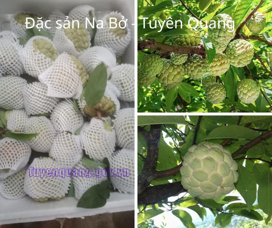 Na Bở – đặc sản mới của tỉnh Tuyên Quang