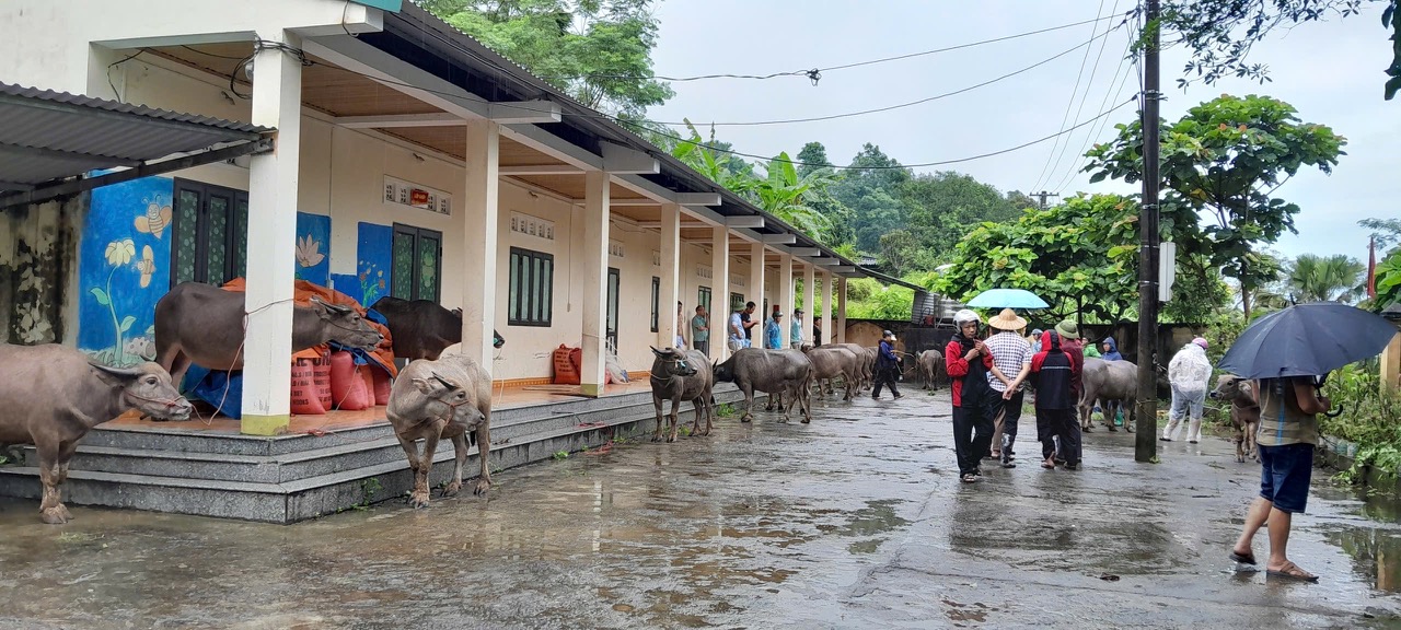 Xã Ngọc Đường nghiệm thu, bàn giao Dự án hỗ trợ phát triển sản xuất cộng đồng chăn nuôi trâu sinh sản