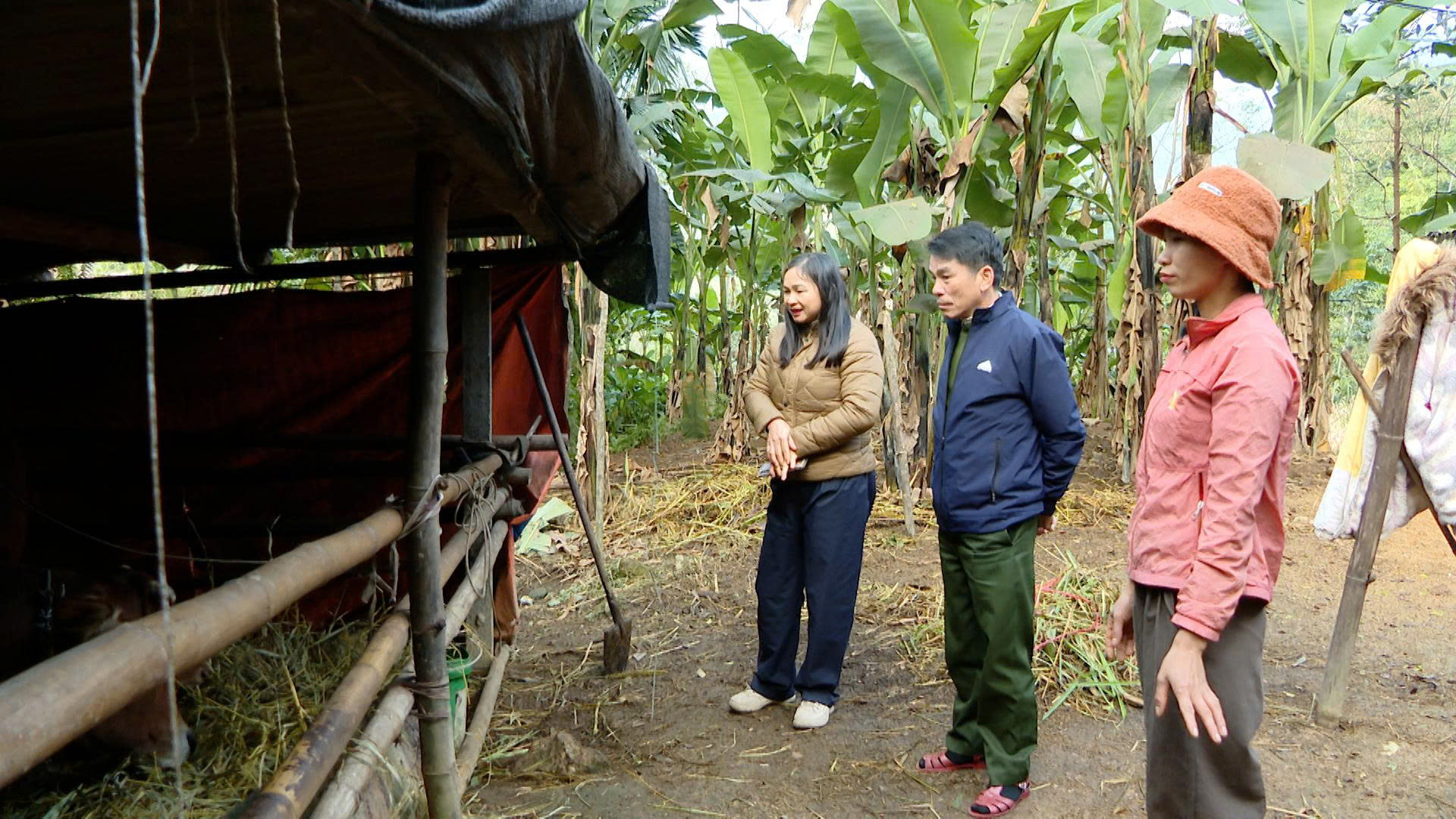 Xã Lâm Bình tăng cường phòng chống đói, rét cho đàn vật nuôi
