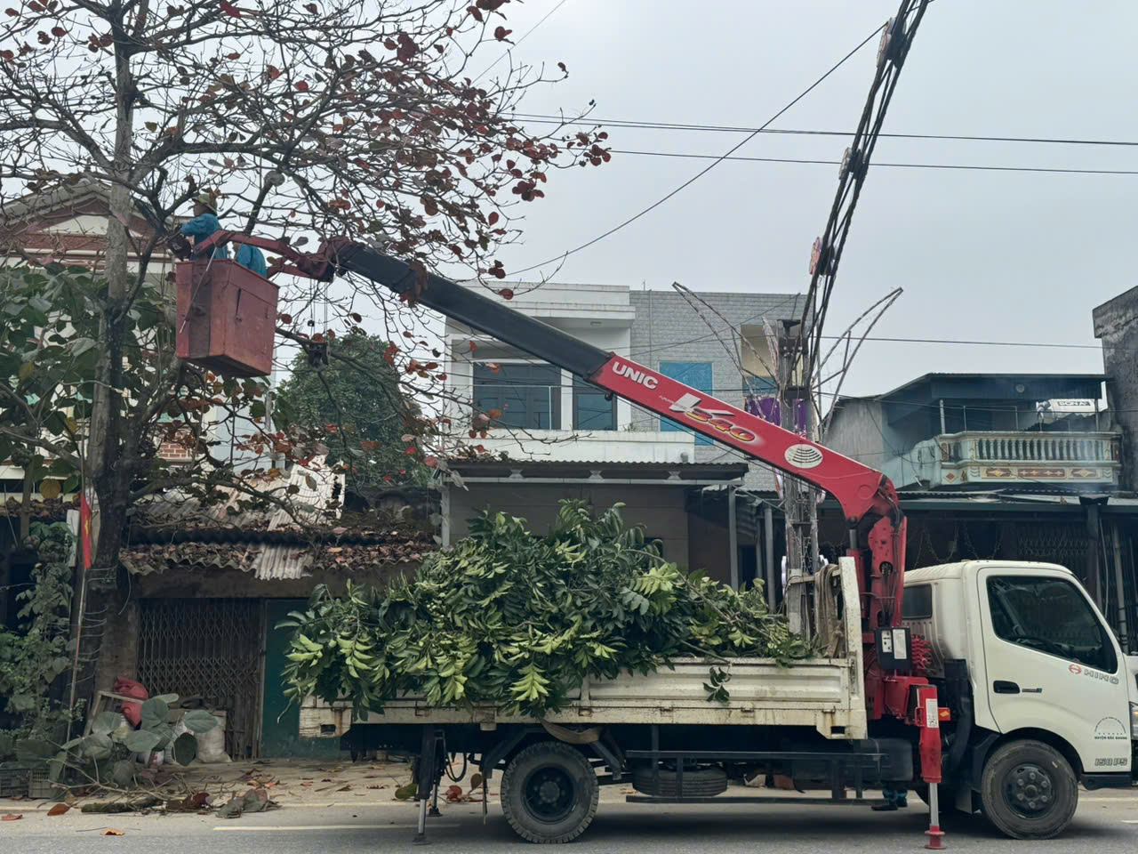 Tỉa c&acirc;y chuẩn bị bầu cử 3.jpg