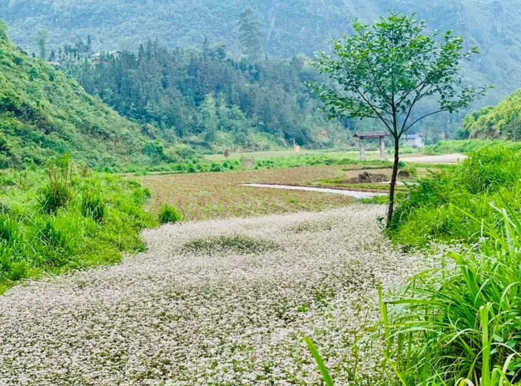 Lạ lẫm những triền hoa tam giác mạch trái mùa nơi cực Bắc