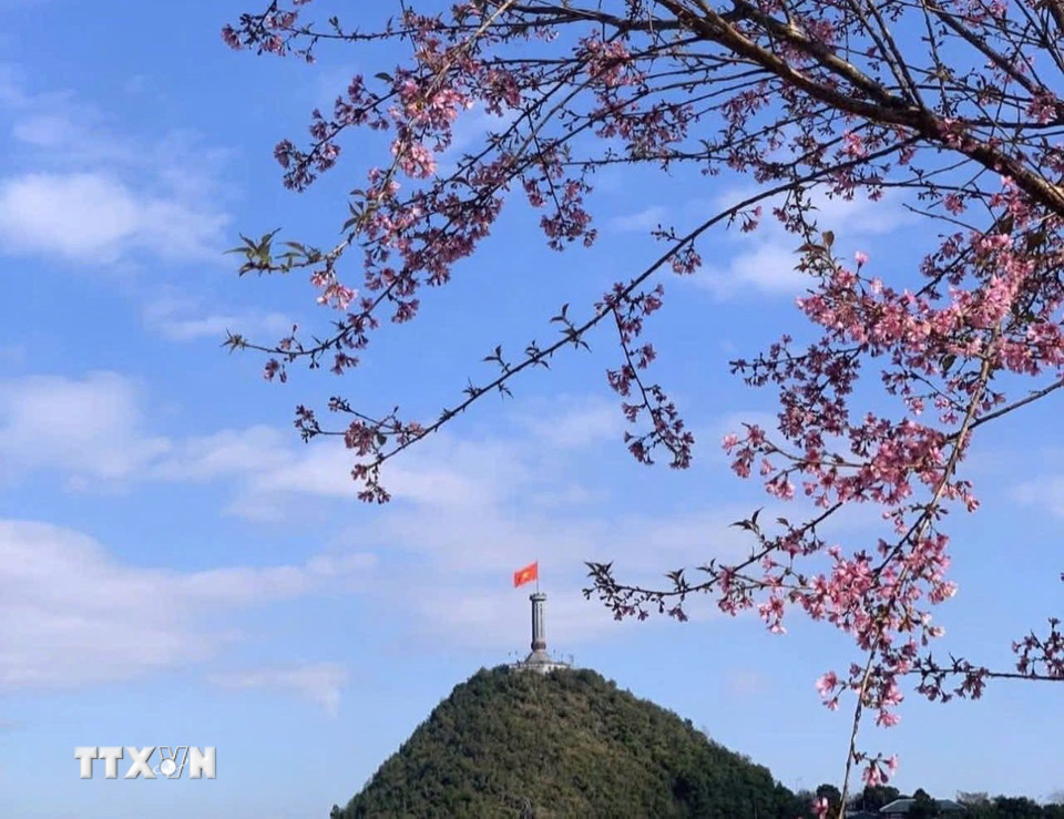 Tuyên Quang: Lên Lũng Cú chiêm ngưỡng mai anh đào khoe sắc