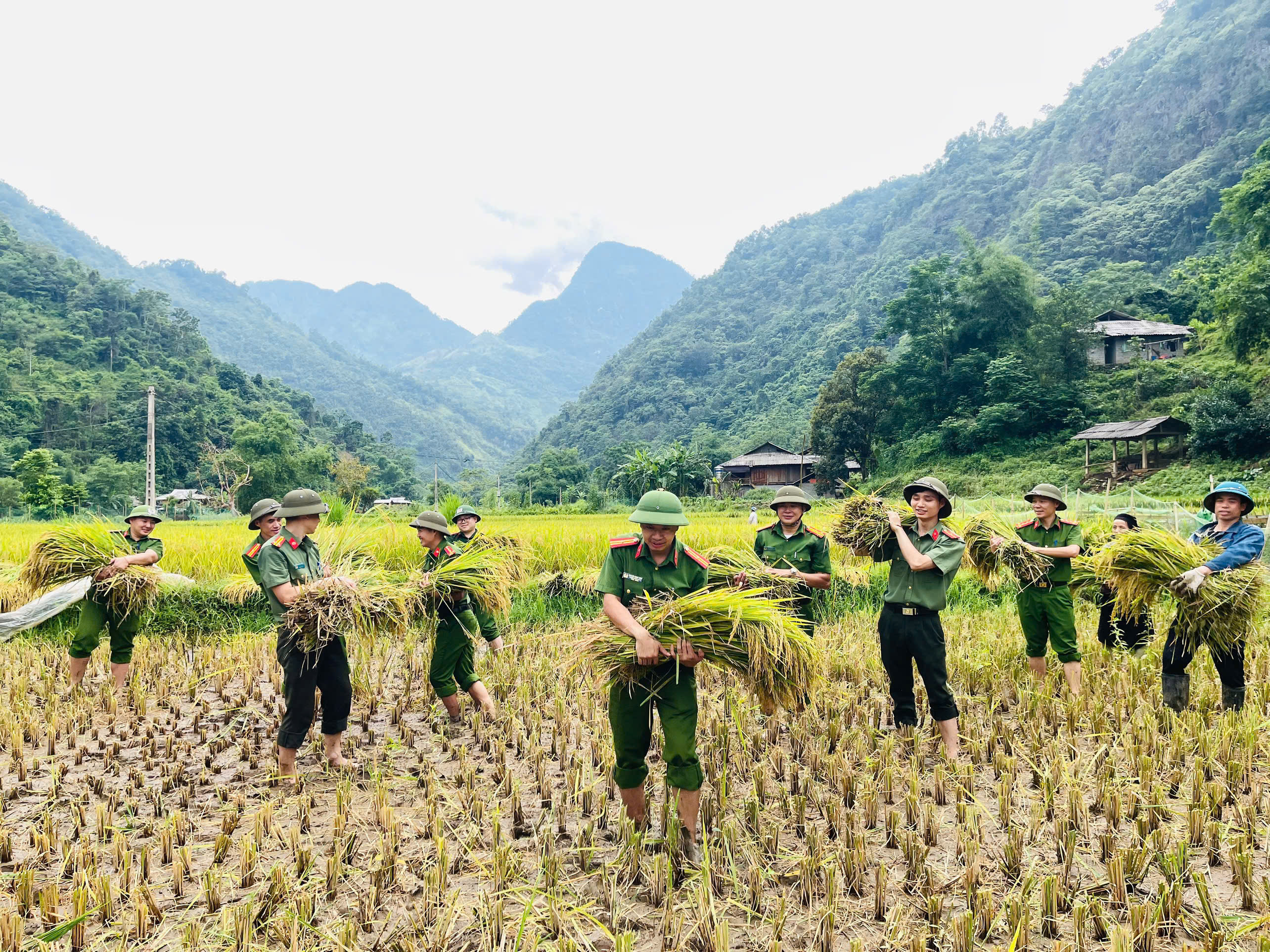 CHUNG TAY HỖ TRỢ GIA ĐÌNH CÓ HOÀN CẢNH ĐẶC BIỆT KHÓ KHĂN THU HOẠCH MÙA VỤ