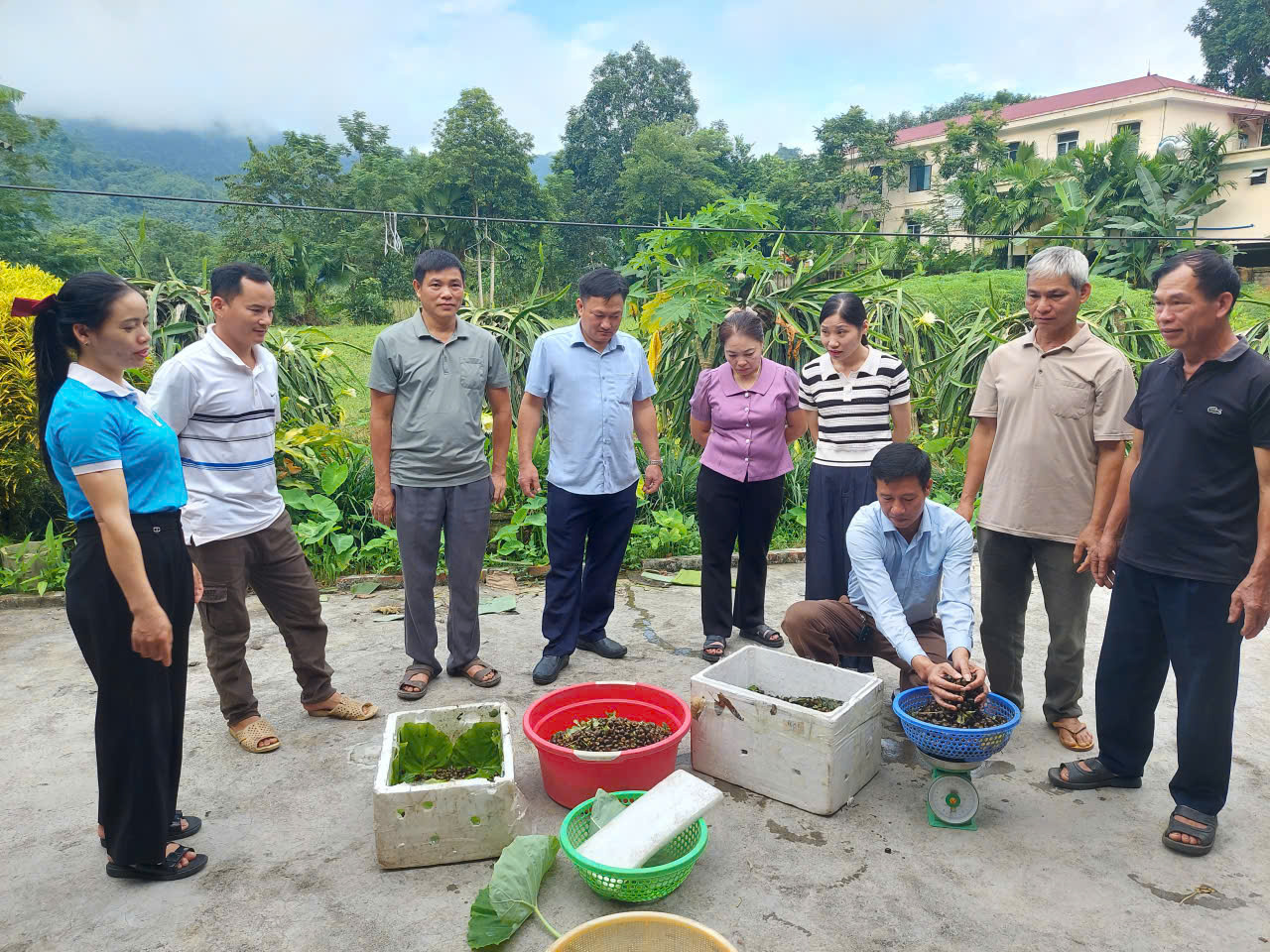Phòng Kinh tế xã Tùng Bá bàn giao ốc giống thương phẩm cho các hộ gia đình