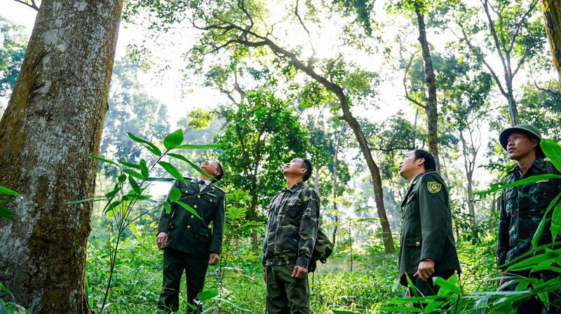 Những người thầm lặng làm lá chắn bảo vệ rừng già ở Tuyên Quang