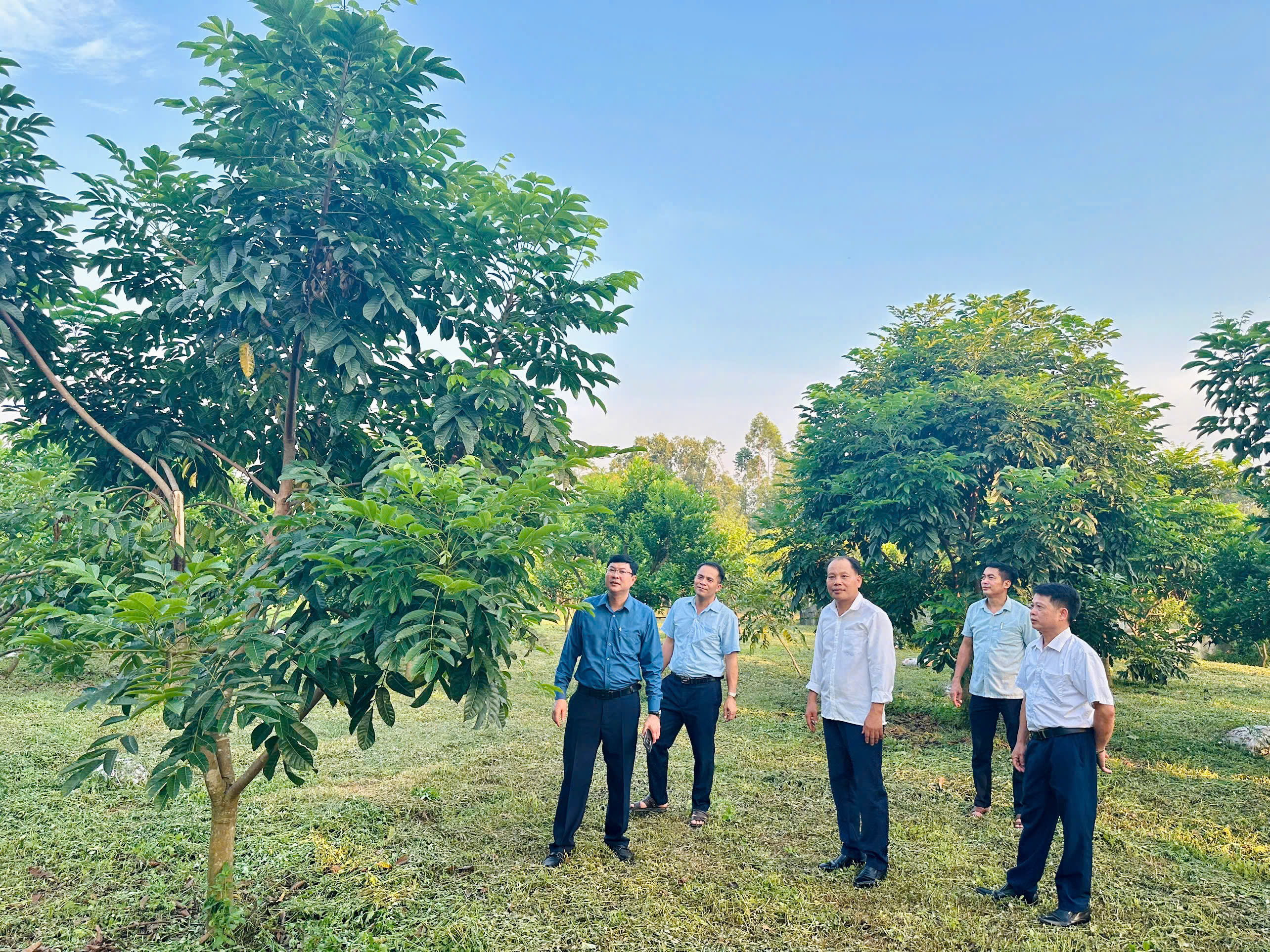 LÃNH ĐẠO XÃ PHÚ LƯƠNG THĂM MÔ HÌNH TRỒNG TRÁM ĐEN TẠI THÔN TAM ĐA