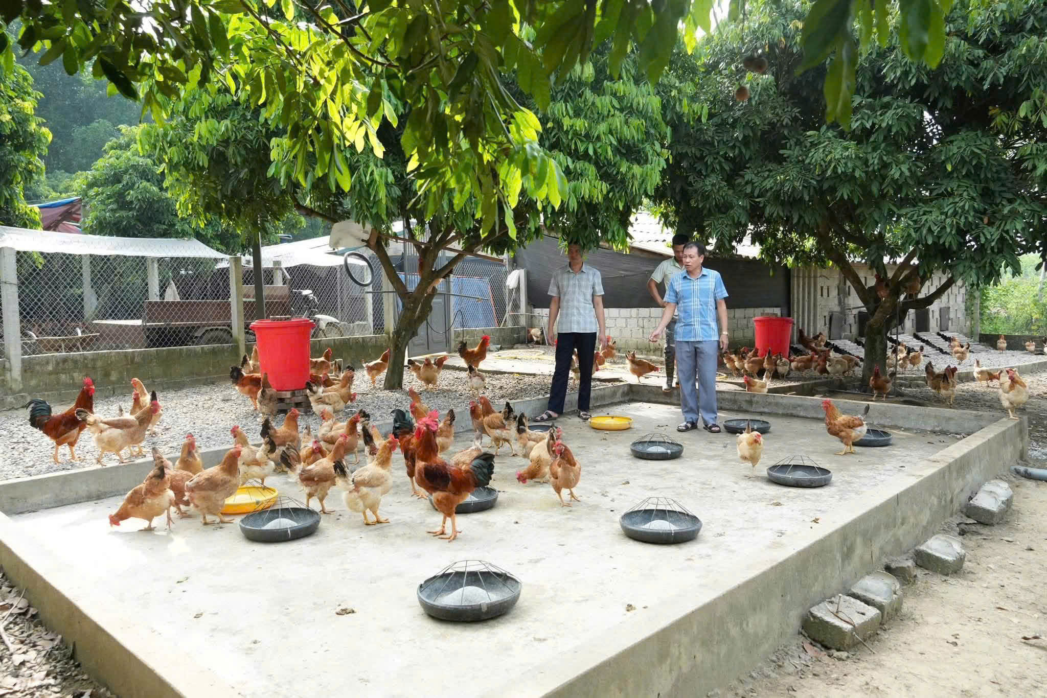 LÃNH ĐẠO XÃ BÌNH XA THĂM MÔ HÌNH CHĂN NUÔI GÀ ĐẺ TRỨNG TẠI THÔN TÂN BÌNH