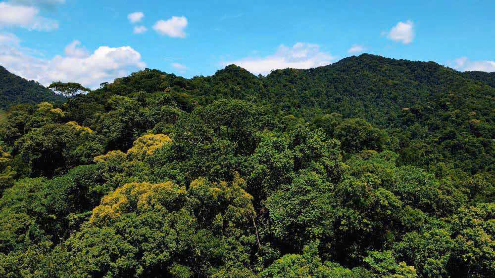 Bài tuyên truyền toàn dân tích cực hưởng ứng Tết trồng cây "Đời đời nhớ ơn Bác Hồ" trên dịa bàn xã Tân An