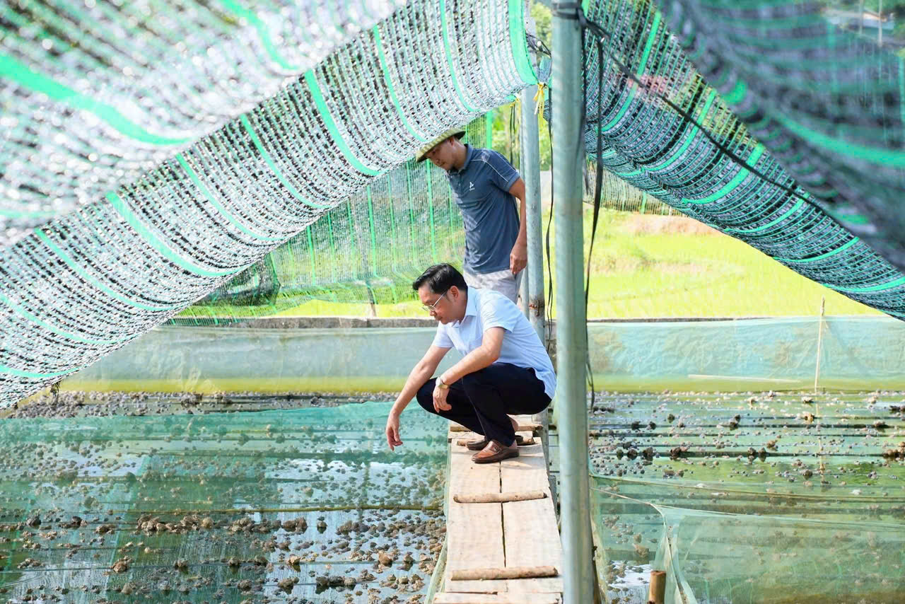 ĐỒNG CHÍ BÍ THƯ ĐẢNG ỦY XÃ TÂN TRỊNH THĂM MÔ HÌNH CHĂN NUÔI ẾCH THƯƠNG PHẨM TẠI THÔN TẢ NGẢO