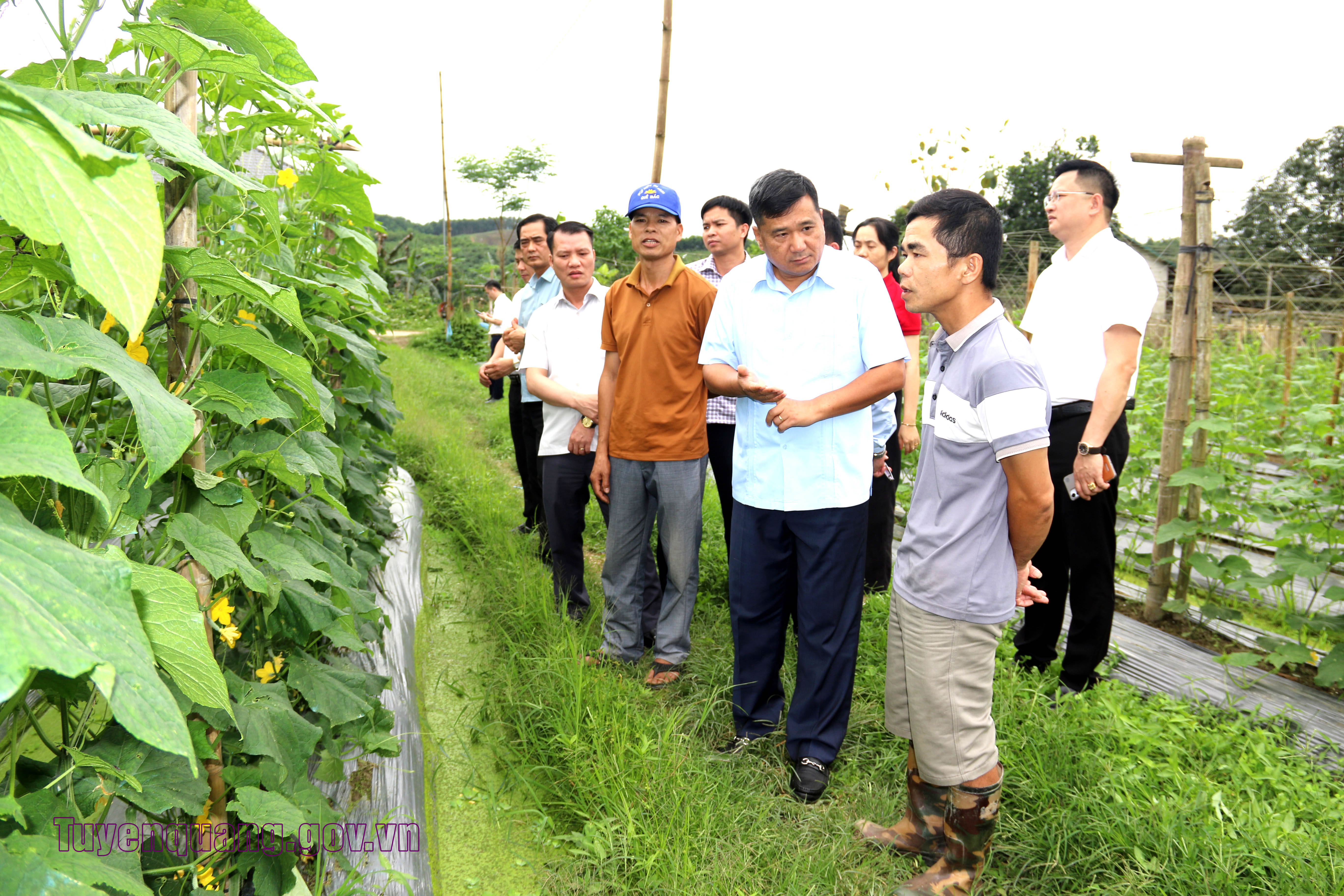Phát huy vai trò Hội Nông dân thúc đẩy liên kết sản xuất theo chuỗi giá trị