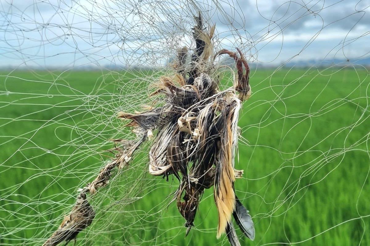 NGHIÊM CẤM CÁC HÀNH VI ĐÁNH BẮT CHIM HOANG DÃ