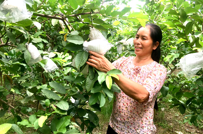Phường Mỹ Lâm - Triển khai các giải pháp giảm nghèo bền vững, nâng cao đời sống Nhân dân