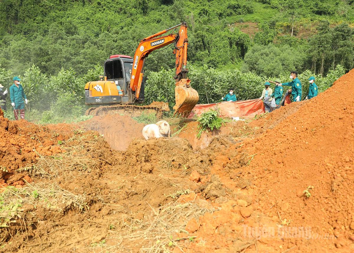 Dịch tả lợn châu Phi được kiểm soát
