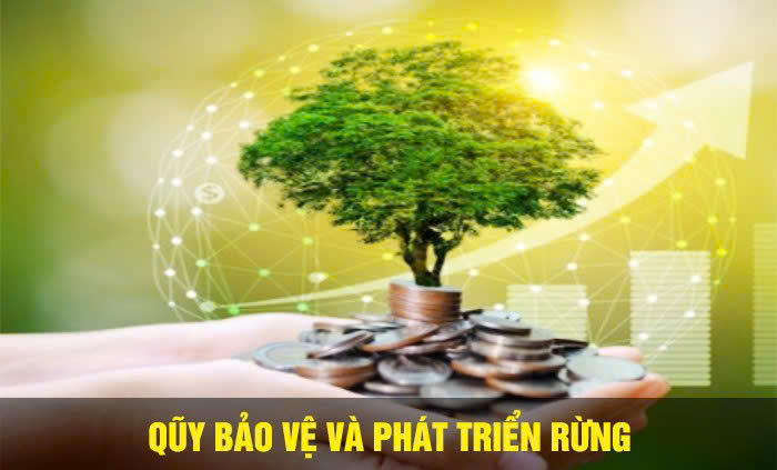 Quỹ Bảo vệ và Phát triển rừng - Sở Nông nghiệp và Môi trường tỉnh Tuyên Quang 