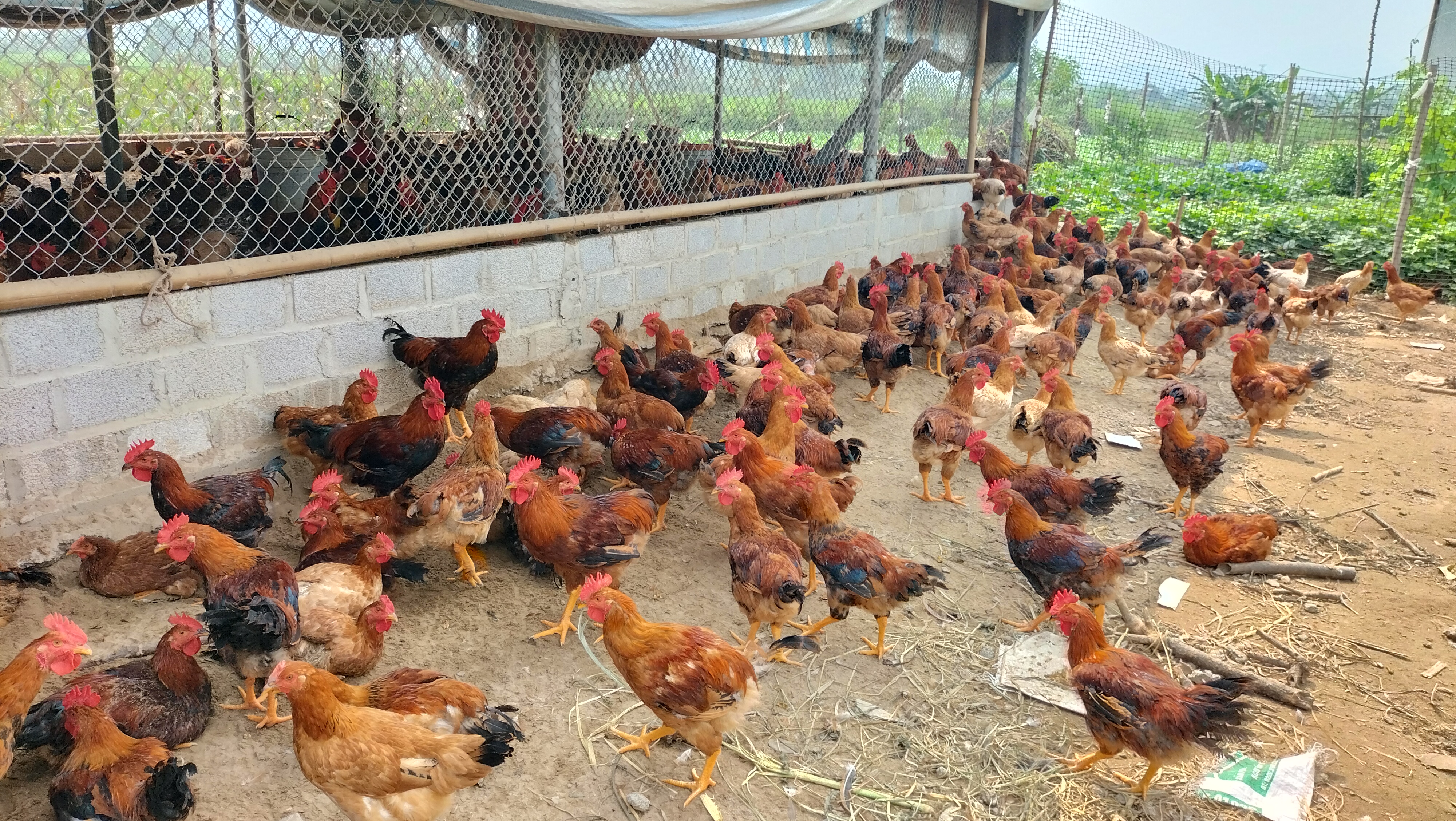 Gia đình ông Nông Văn Thắng vươn lên làm giàu từ mô hình chăn nuôi gà thương phẩm