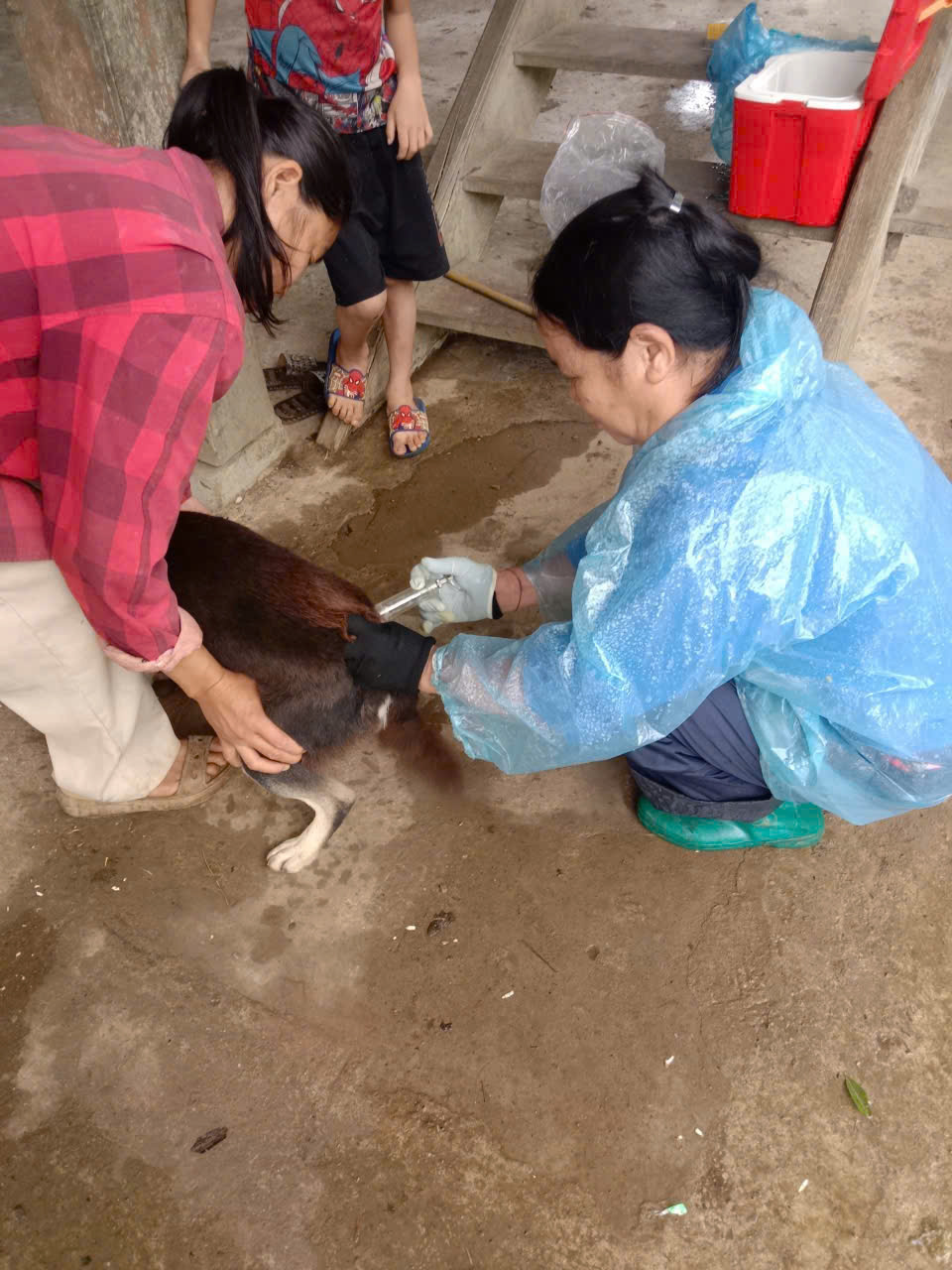 XÃ PHÚ LINH HUY ĐỘNG LỰC LƯỢNG KHUYẾN NÔNG-THÚ Y THÔN BẢN VÀO CUỐC TIÊM PHÒNG DẠI CHÓ MÈO NĂM 2026