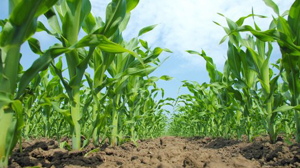 Trung tâm dịch vụ công xã Thái Sơn hướng dẫn cơ cấu giống và thời vụ vụ xuân 2026 