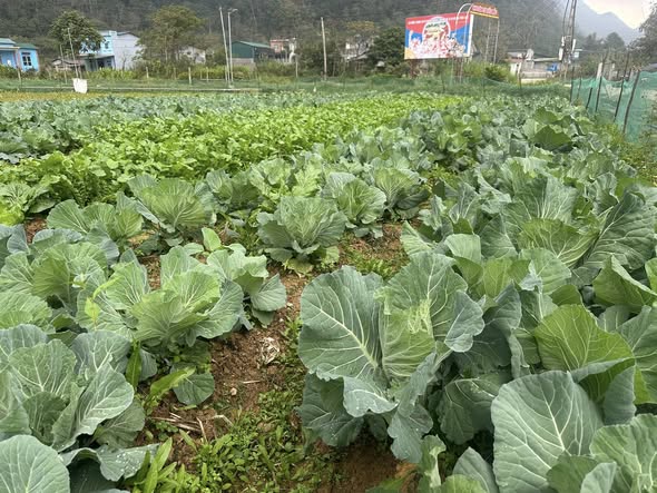  Hiệu quả chuyển đổi cây trồng ở xã Nghĩa Thuận