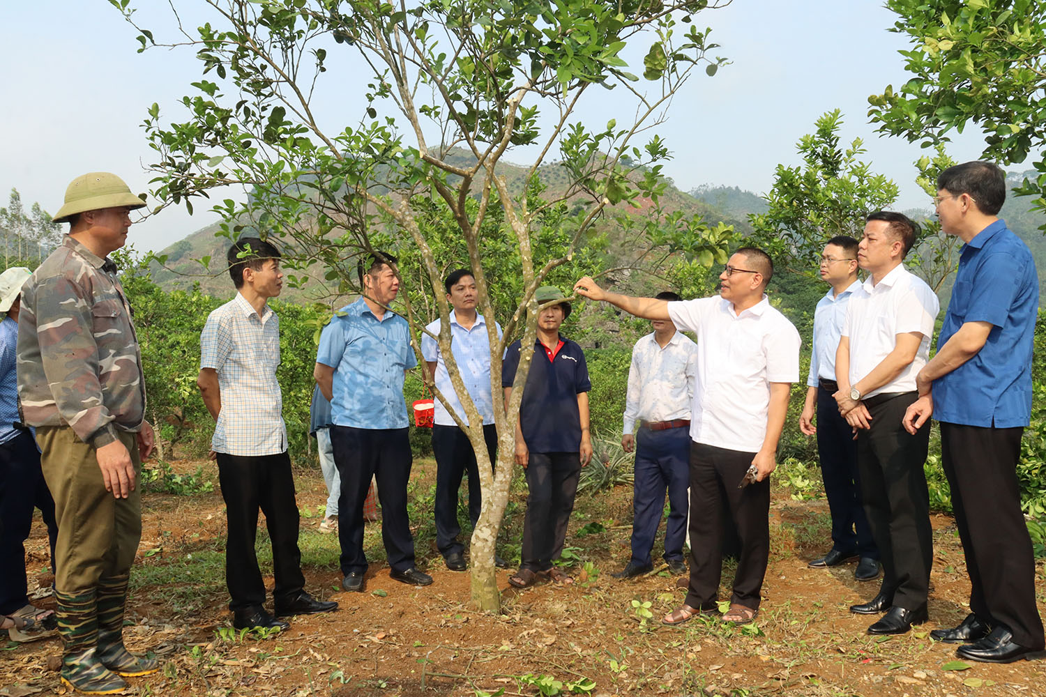 Lực Hành (Tuyên Quang): Đột phá tư duy sản xuất với mô hình ghép thử nghiệm Cam Rốn Lồi (Navel Orange)