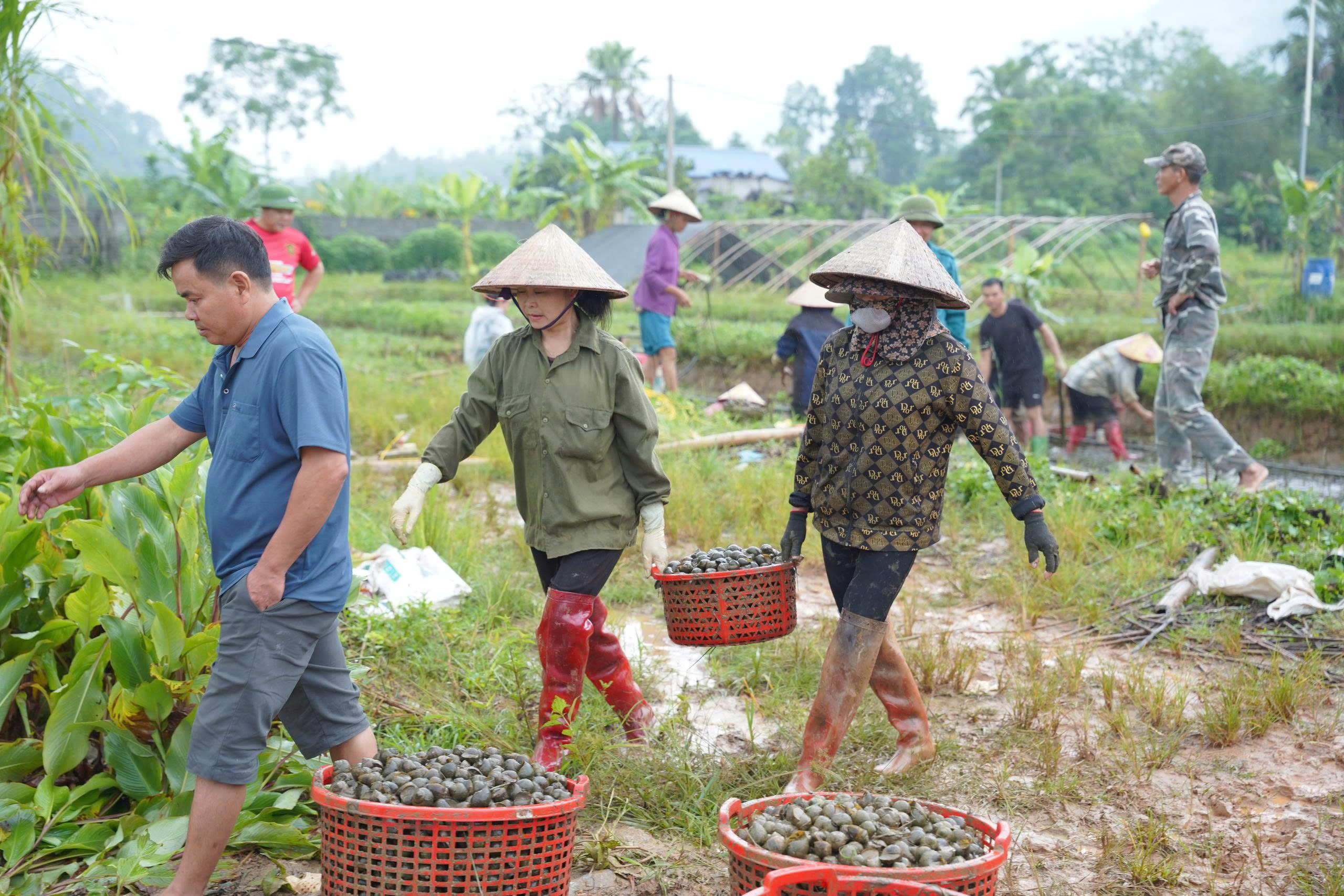 6.8.2026. ẢNH ỐC NHỒI 4.jpg