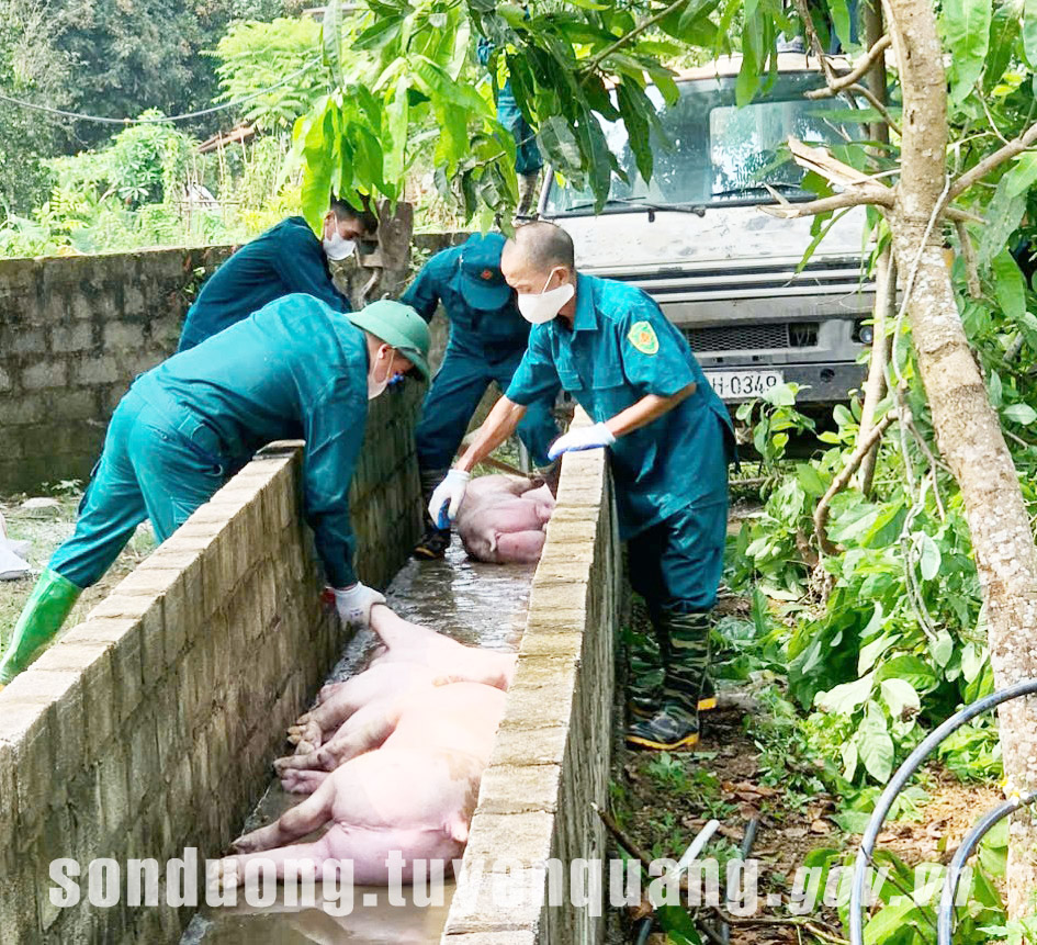 Sơn Dương căng mình chống dịch tả lợn châu Phi