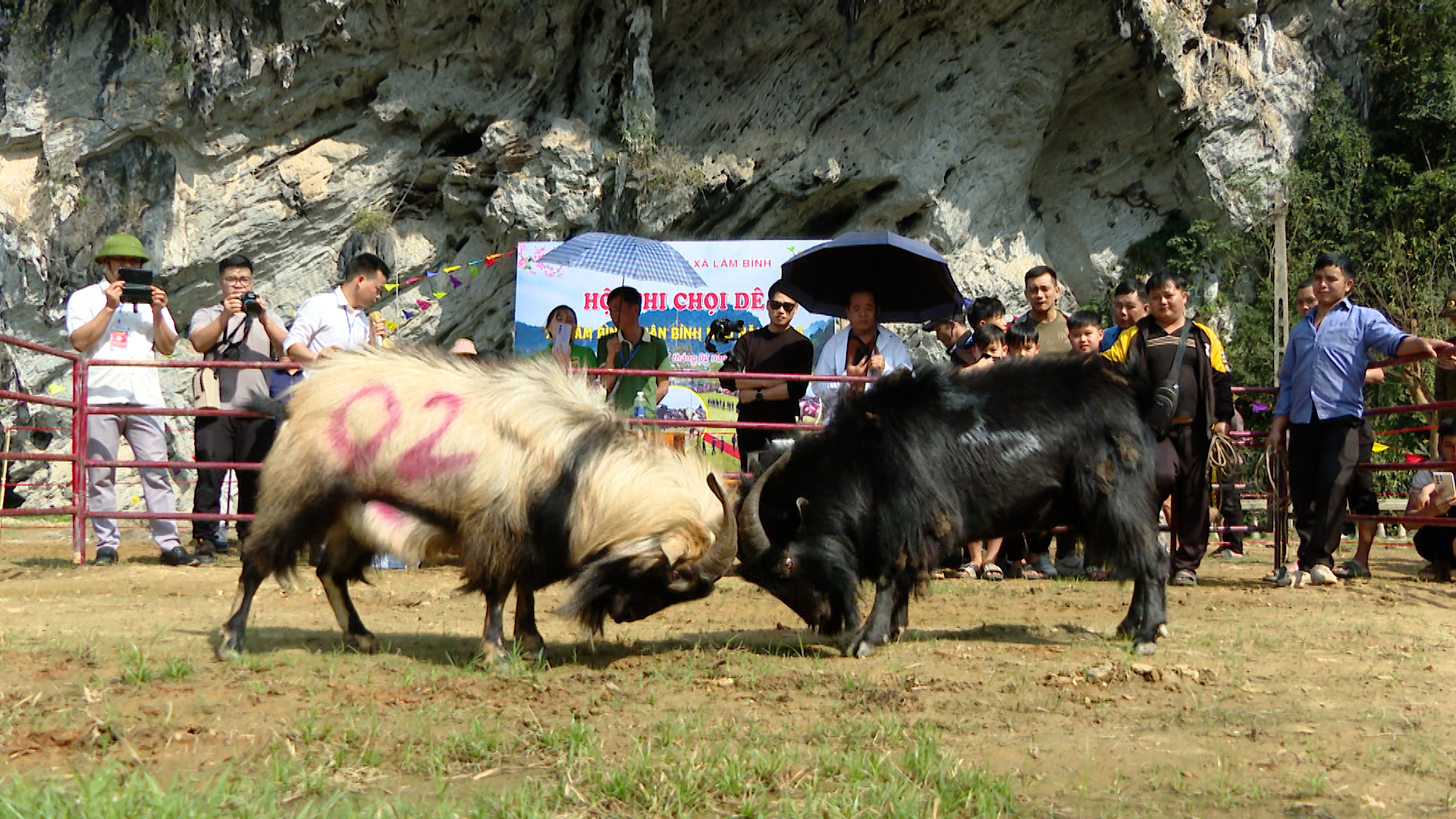 Sôi nổi Hội thi chọi dê – nét đẹp văn hóa đầu xuân