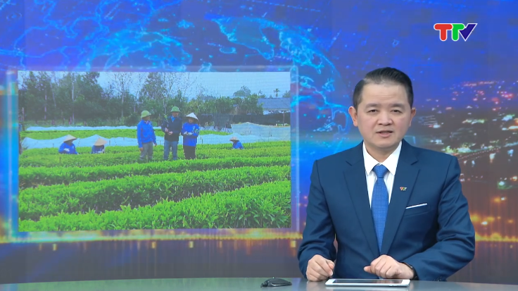 Liên kết trồng rừng - hướng đi bền vững giúp người dân phát triển kinh tế