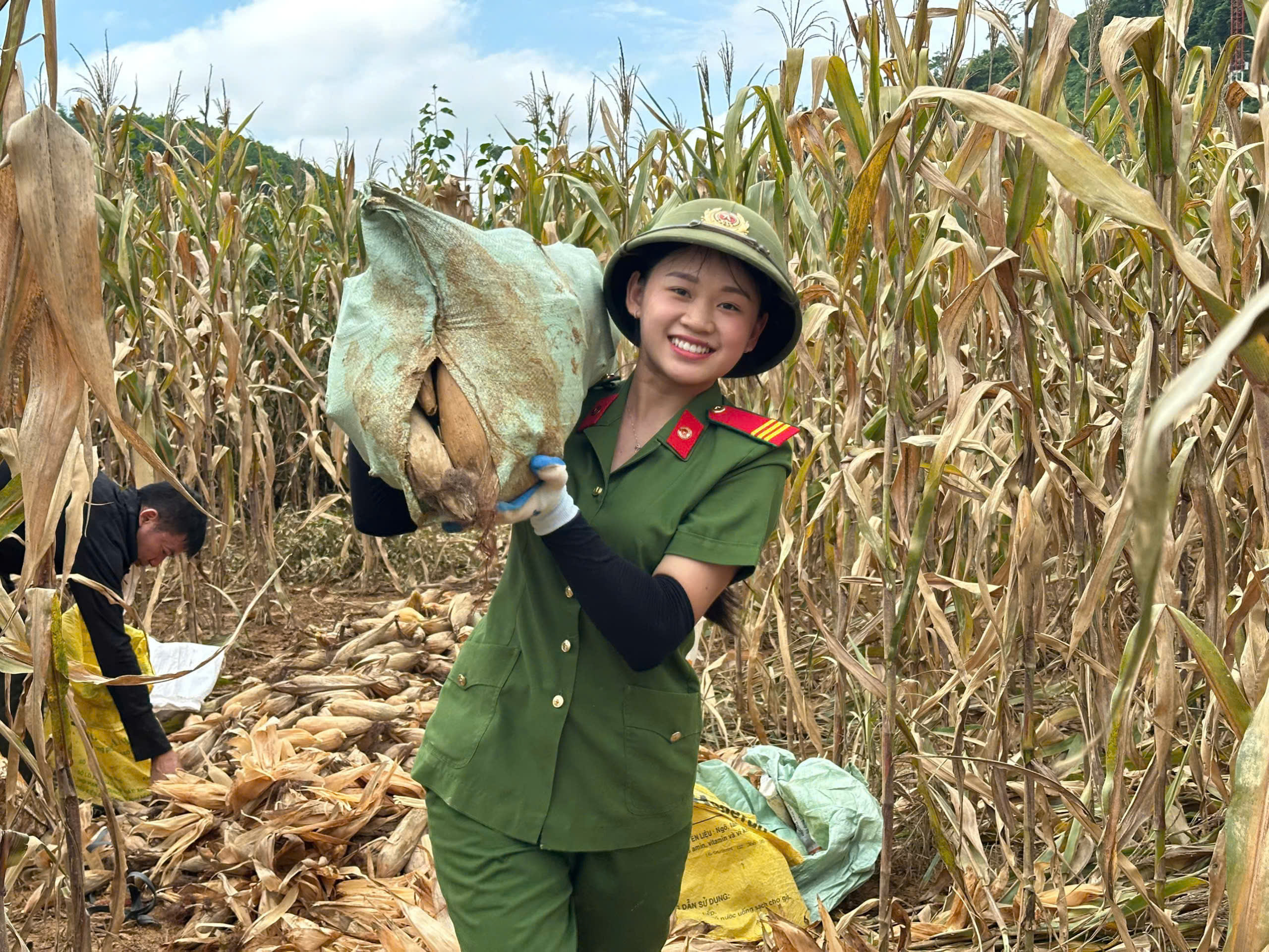 SẮC XANH TRÊN CÁNH ĐỒNG NGÔ SAU LŨ