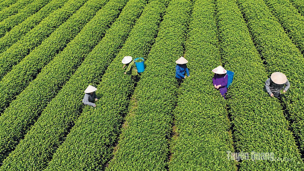 Tuyên Quang ứng dụng chuyển đổi số trong truy xuất nguồn gốc sản phẩm