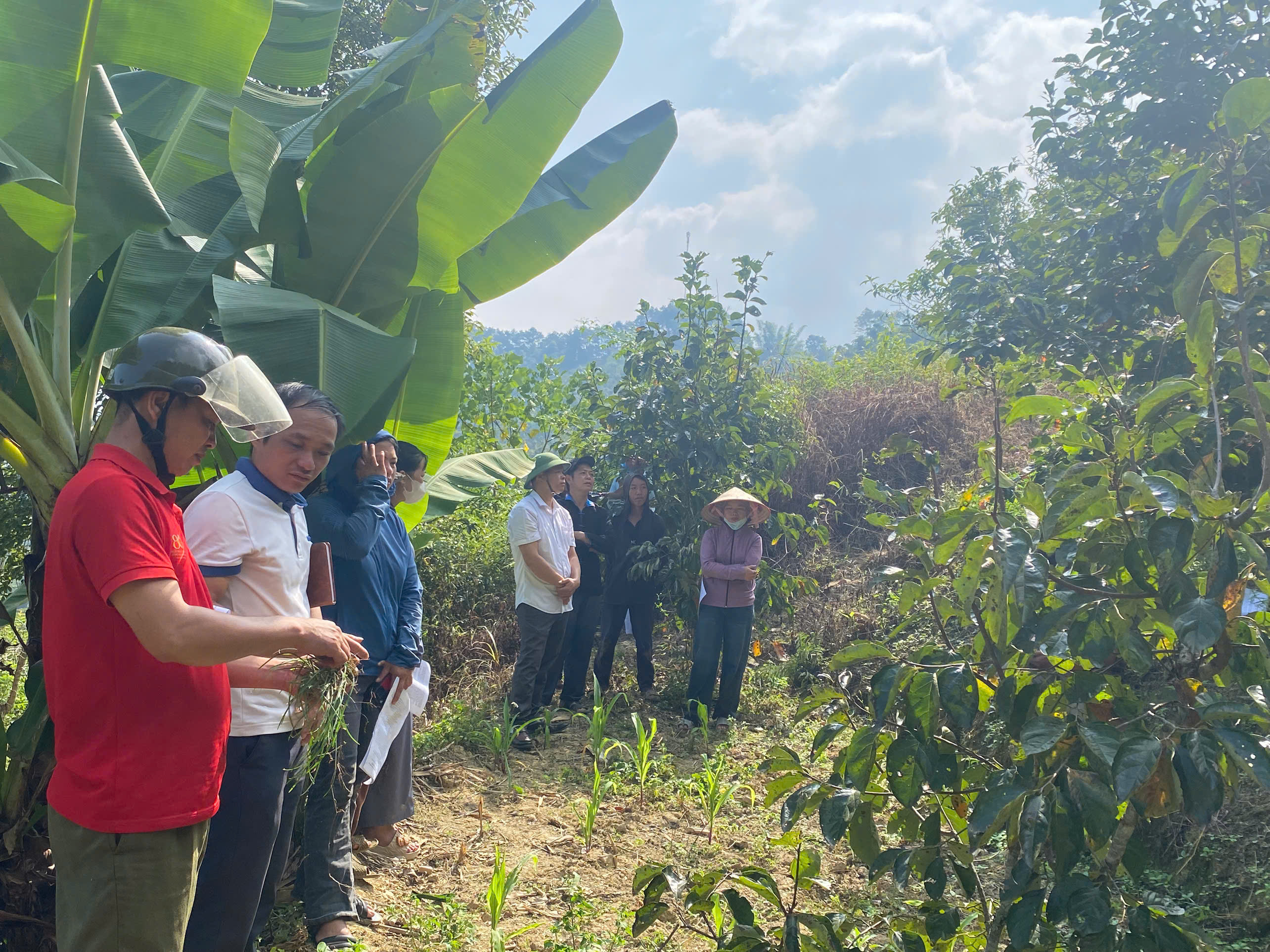 UBND XÃ CÁN TỶ THAM QUAN, ĐÁNH GIÁ MÔ HÌNH THÂM CANH CÂY HỒNG KHÔNG HẠT GẮN VỚI CẢI TẠO VƯỜN TẠP TẠI THÔN NA CẠN
