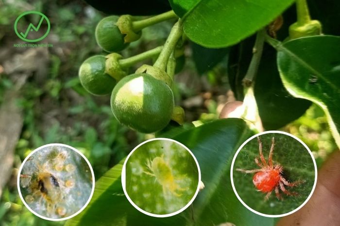 CHĂM SÓC VÀ PHÒNG TRỪ SÂU BỆNH HẠI TRÊN CÂY ĂN QUẢ