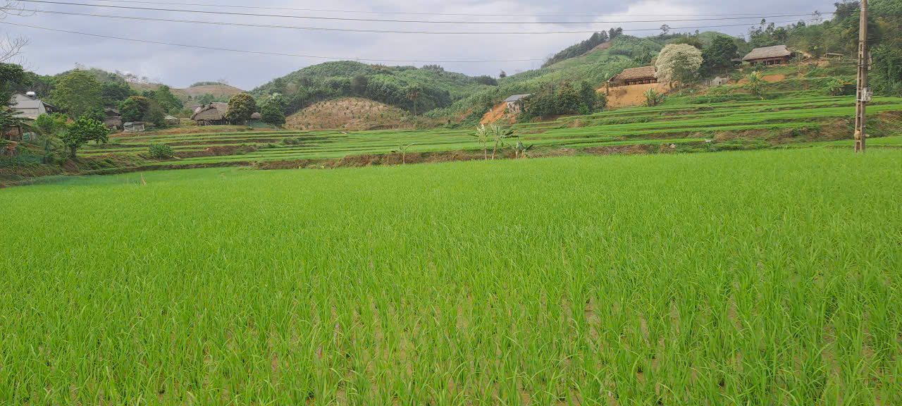 Hướng dẫn phòng trừ sâu bệnh hại trên cây lúa vụ xuân 2026