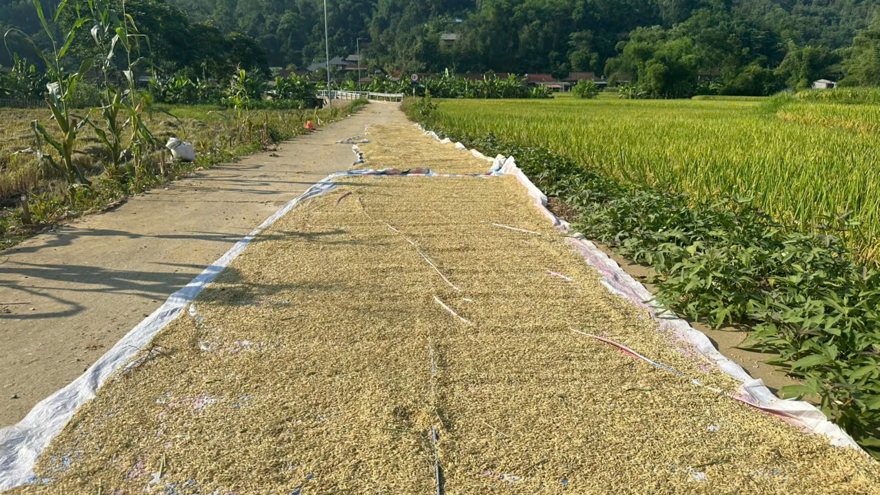 gặt 2.jpg