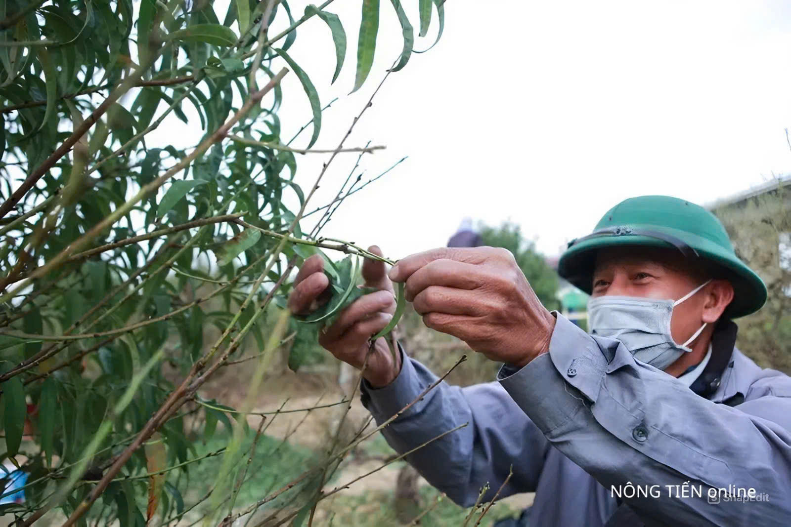 Làng đào Nông Tiến tất bật xuống lá đón Tết