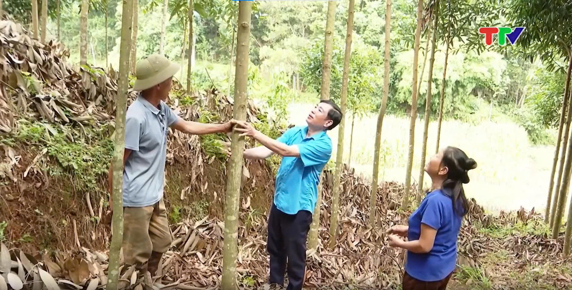 LIÊN KẾT – CHÌA KHÓA NÂNG TẦM GIÁ TRỊ SẢN XUẤT LÂM NGHIỆP Ở TUYÊN QUANG