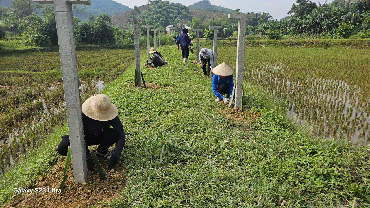 Vườn tạp 7.jpg