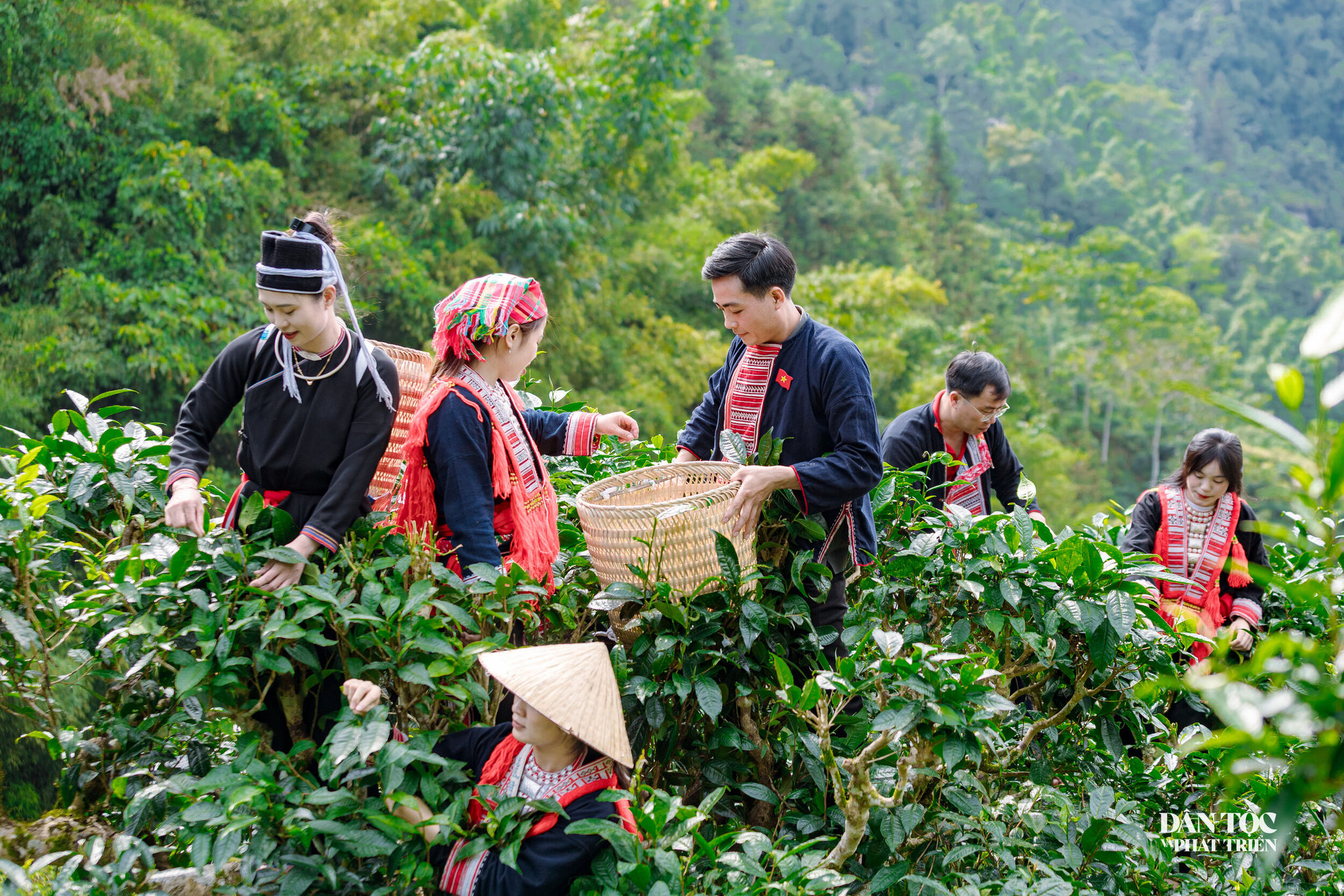 Băng rừng già, vượt thác lớn tìm "mỏ vàng xanh" ở Nậm Dịch