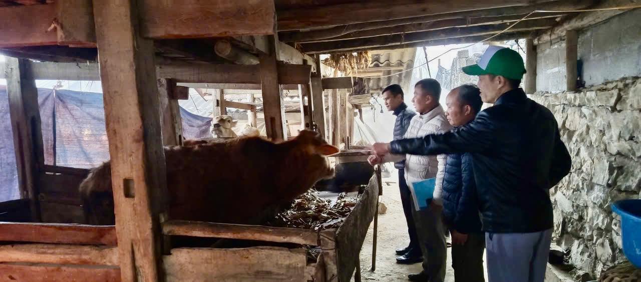 TĂNG CƯỜNG KIỂM TRA, HƯỚNG DẪN PHÒNG, CHỐNG RÉT CHO GIA SÚC TẠI XÃ YÊN MINH