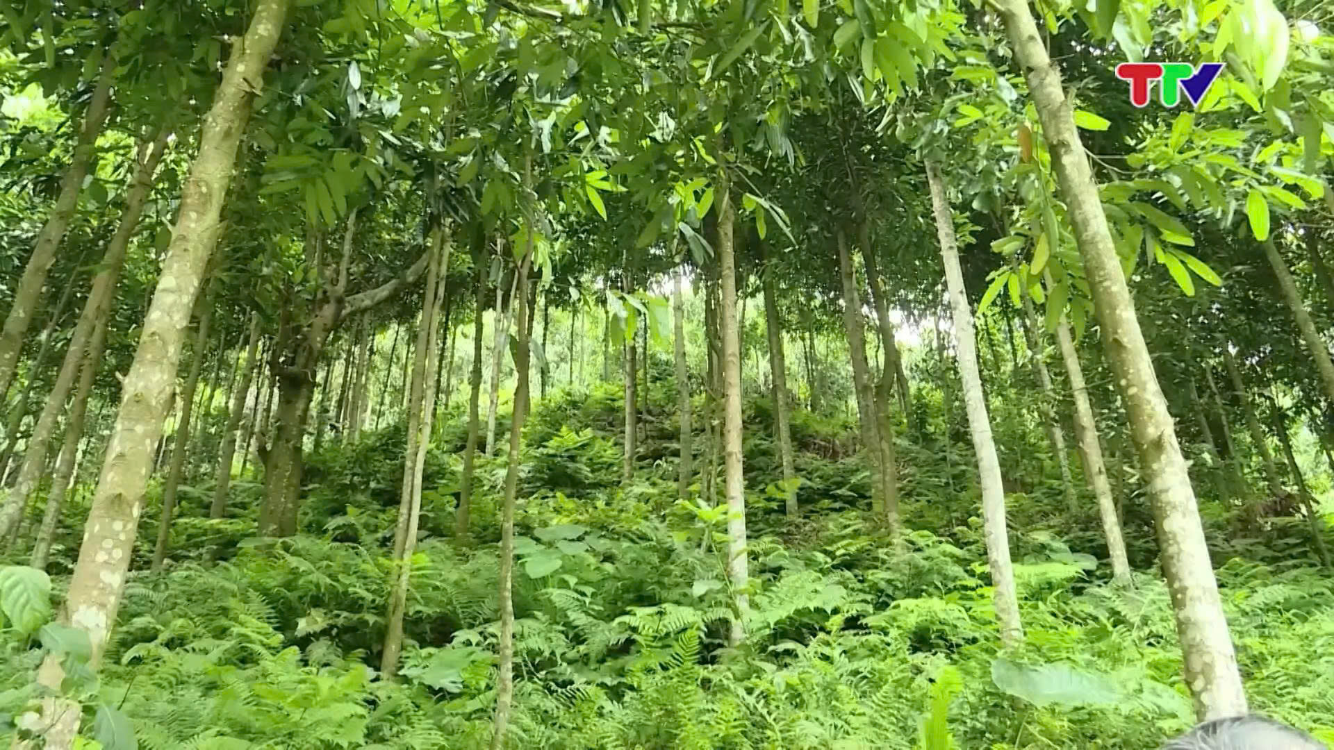 QUẾ - CÂY VÀNG XANH TRÊN ĐẤT ĐỒNG TÂM